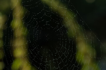 Wall Mural - Close-up of a spider's web, its drops glistening in the light. The background is dark with green stripes.