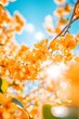 © Oleksandr Pashchenko - A bunch of yellow flowers on a tree branch with the sun shining through them