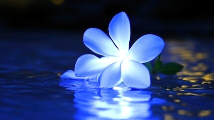 glowing blue flower floats, night pool, bokeh