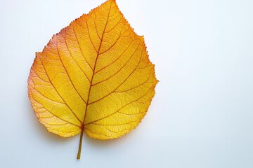 Wall Mural - A vibrant yellow leaf displays intricate vein patterns against a clean, bright background