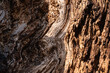 © DeShaun Craddock - Dead tree wood texture details
