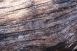 © DeShaun Craddock - tree bark texture closeup