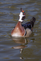 Aufkleber - A close up of a male wood duck as he swims on the water. he has his head raised up and stretching its neck drinking the water