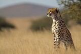 A solitary cheetah sitting tall in the grass, its golden coat blending with the environment