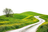 Winding dirt road through a green meadow with wildflowers isolated on transparent background