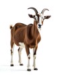 © Design Mystery - Toggenburg goat against white background