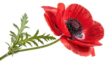 Fototapete - vibrant red poppy flower with delicate petals and striking black center, accompanied by lush green leaves, creates captivating and lively image