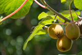 kiwi boom