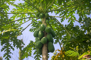 Close up of unripe green papaya fruit on the tree.