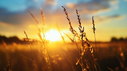 Poster - Golden Sunset Over a Field of Grass Creating a Warm and Serene Atmosphere in Nature : Generative AI