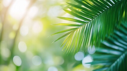 Poster - Lush Green Palm Leaves Illuminated by Soft Natural Light in Beautiful Tropical Setting : Generative AI