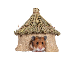 Aufkleber - Cute Syrian or golden hamster, sitting in edible decoration house. Looking towards camera. Isolated cutout on a transparent background.