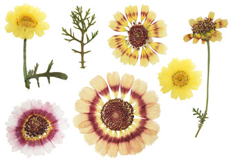 Wall Mural - Set of pressed flowers chrysanthemum. Herbarium, dried flowers. Chrysanthemum, flowers und leaves isolated on white. Digital herbarium, scrapbooking.