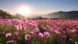 © Miller - field of Pink Cosmos hybrid flower plant blooming under morning sunshine