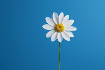 there is a white flower with a yellow center on a blue background
