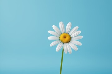 there is a single white flower with a yellow center on a blue background