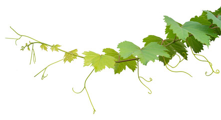 grape branch on transparent background.grapevine.
