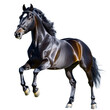 © Watcharaporn - Beautiful Black Horse Running Fast with Fluffy Mane and Tail in a Dynamic Pose on a White Background for Equestrian, Animal, and Nature Enthusiast Uses