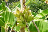 Close-up of green bananas in the garden.