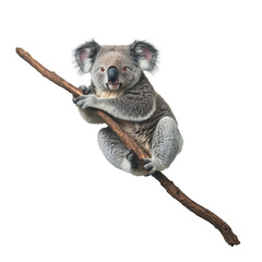 Wall Mural - A close-up of a koala clinging to a tree branch, isolated on a transparent background. Cute Australian marsupial with fluffy fur and round ears