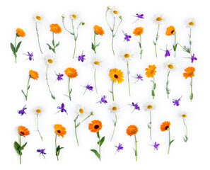 Wall Mural - violet flowers consolida, white chamomile and orange flowers calendula on a white background. top vi