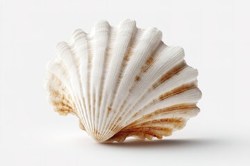 Poster - Beautifully textured white seashell displayed on a neutral background highlighting natural patterns and details