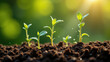 © Tameem - Small plant sprouts growing from a soil bed, symbolizing growth and early stages of agriculture.