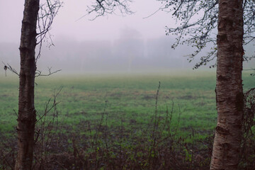 Wall Mural - a foggy field with a few trees in the background. the grass is green and the sky is gray. melancholi