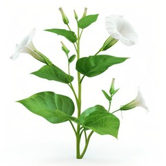 Poster - White flowers and foliage of a plant against a white background.