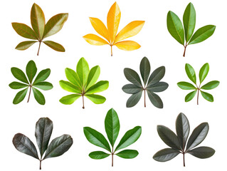 Poster - Diverse Collection of Leaves Displaying Varied Colors and Shapes Including Green, Yellow, and Dark Tones, isolated on transparent background