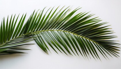 Palm Tree Branch And White Background