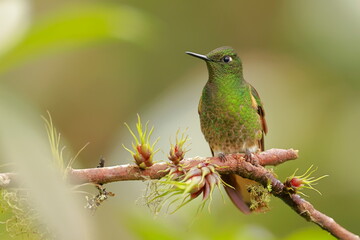 Wall Mural - Buff tailed coronet, Boissonneaua flavescens, Ecuador