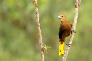 Wall Mural - Casqued oropendola, Cacicus oseryi, Ecuador