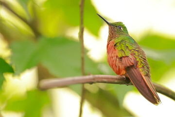 Wall Mural - Chestnut-breasted coronet, Boissonneaua matthewsii, Ecuador