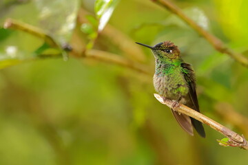 Wall Mural - Violet fronted brilliant, Heliodoxa leadbeateri, Ecuador