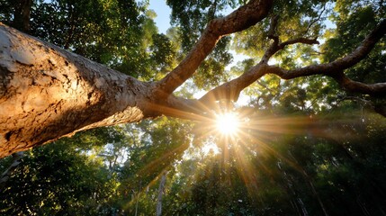 Leinwandbilder - Sunlight streams through tree branches creating a bright and warm atmosphere in a forest setting