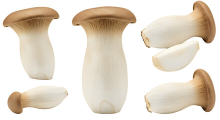 Fresh and vibrant mushrooms displayed on a white background, emphasizing their unique shapes and textures for culinary use