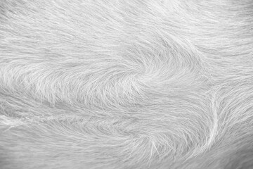 Wall Mural - Fur short smooth texture of white grey dog background