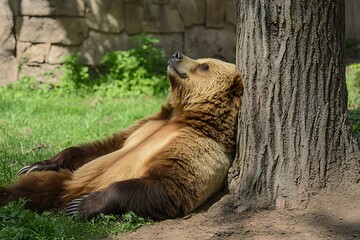 brown bear scratching its back