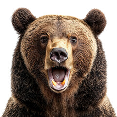 powerful bear with its mouth open png majestic roaring grizzly png wild nature spectacle png intense
