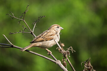 ornithology. sparrow (passer domesticus) perched on tree branch on green natural background. bird, a