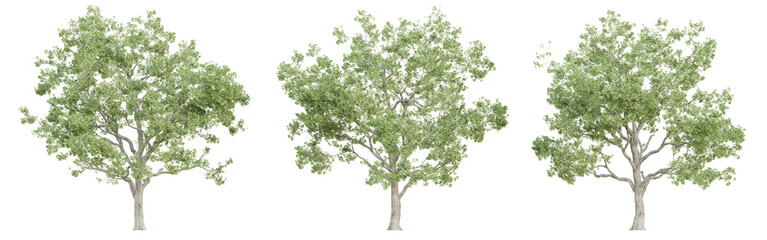 Wall Mural - 3d quercus robur trees on transparent background, png plant.