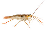 Detailed Closeup of a Pale Crayfish Specimen Against a Black Background A Stunning Macro Photography of Aquatic Life