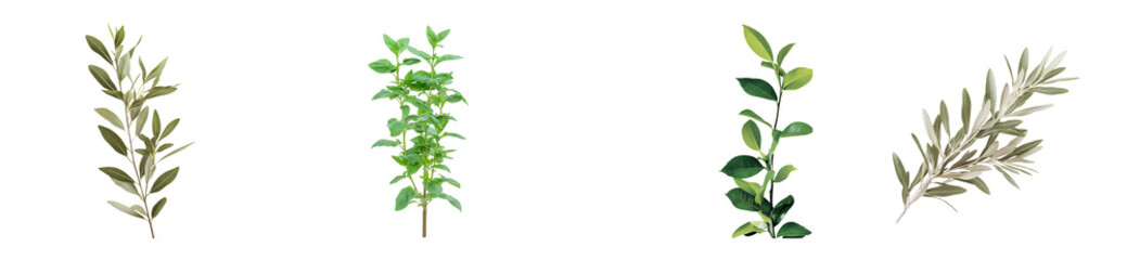 Assorted tree branches with various leaf shapes and colors, cut out transparent