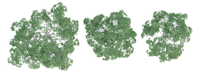 Wall Mural - top view of 3d ficus macrophylla trees on transparent background, png plant illustration.