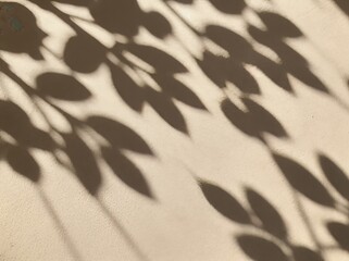 Poster - Shadows of leaves creating an abstract pattern on a light background during daylight hours