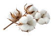 © Photo Find - Fluffy cotton bolls isolated on transparent background