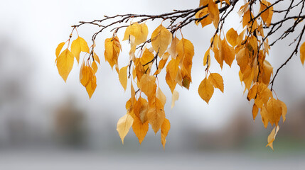 Wall Mural - yellow birch leaves swirling against misty background, capturing delicate autumn movement through so