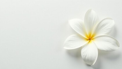 Wall Mural - Close-up shot of pristine white petals on a pure white background , organic, soft