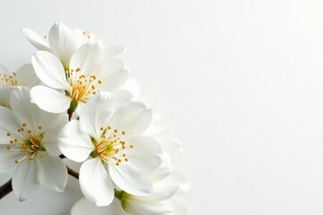 Wall Mural - Delicate white blossoms against pure white backdrop, spring, bloom, pure